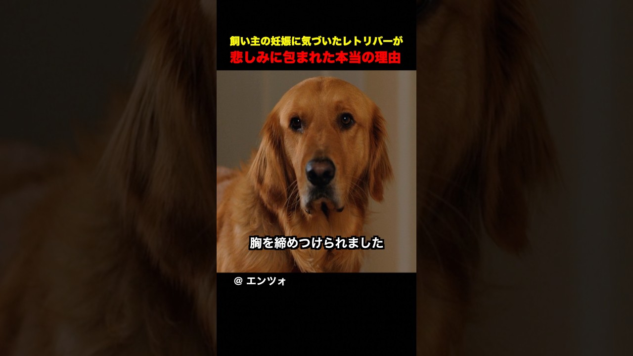 人間よりも心が温かい犬