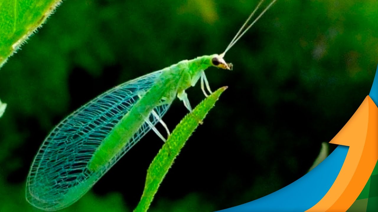 Entenda como atua o Crisopídeo (Chrysoperla externa) agente macrobiológico certificado para contr...