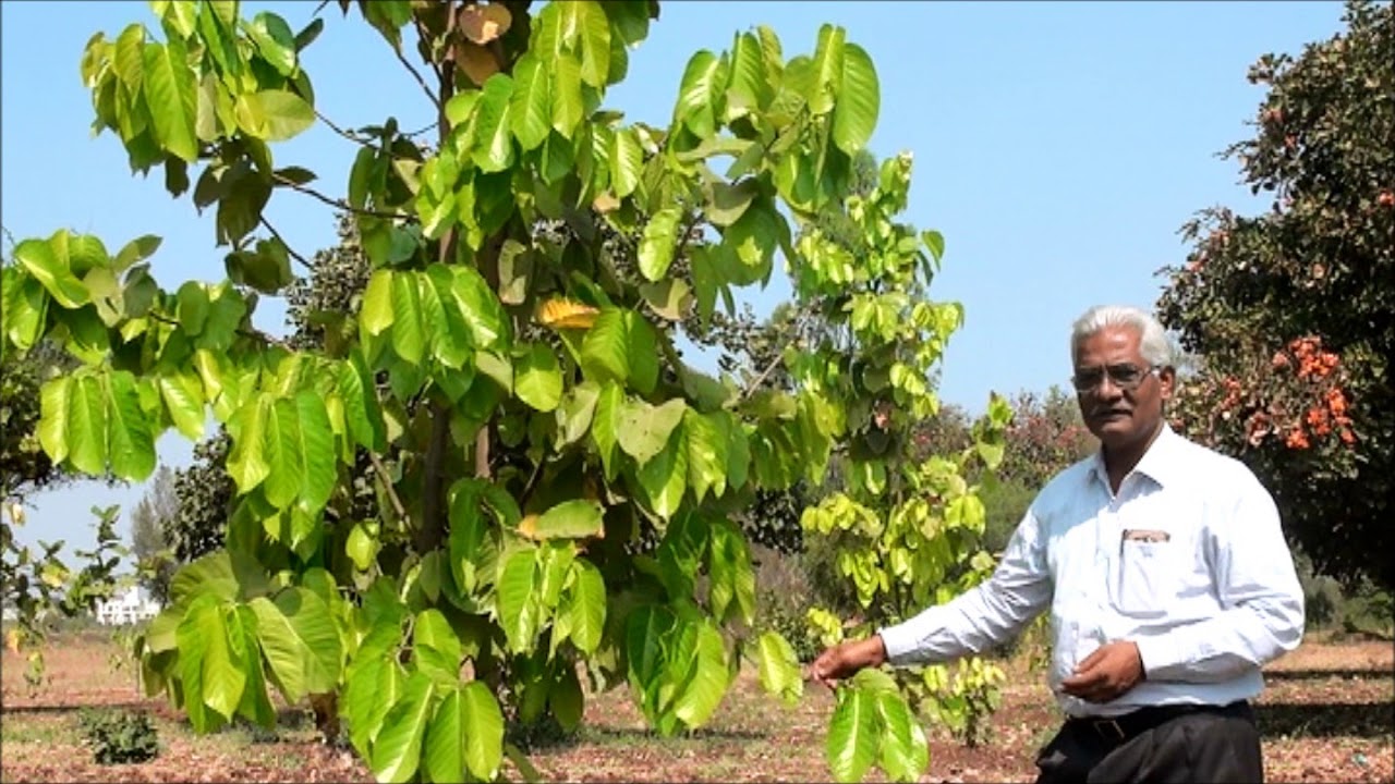 Shorea robust & Hopea parviflora