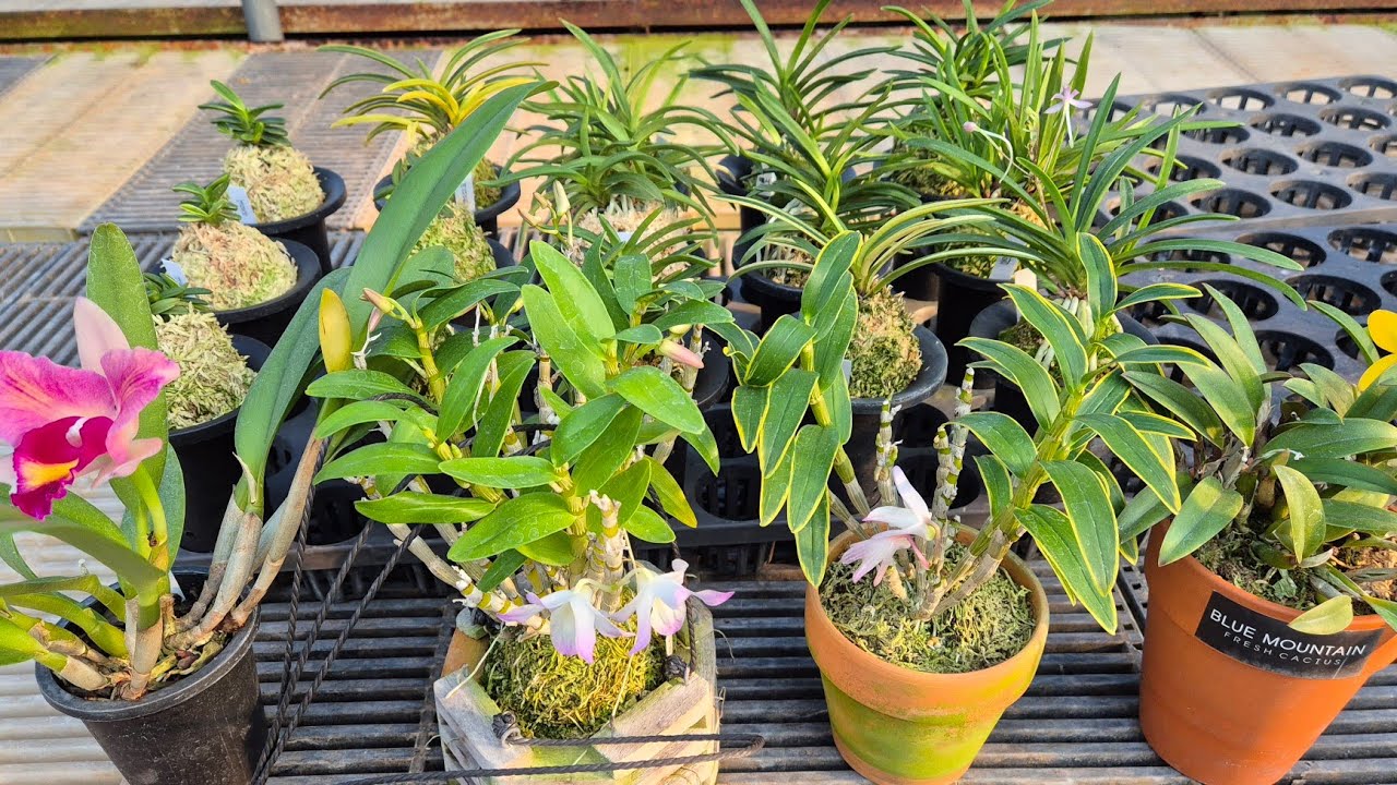 251221 연성환 풍란색화 엄미호 카틀레야 히메 취월호 판매