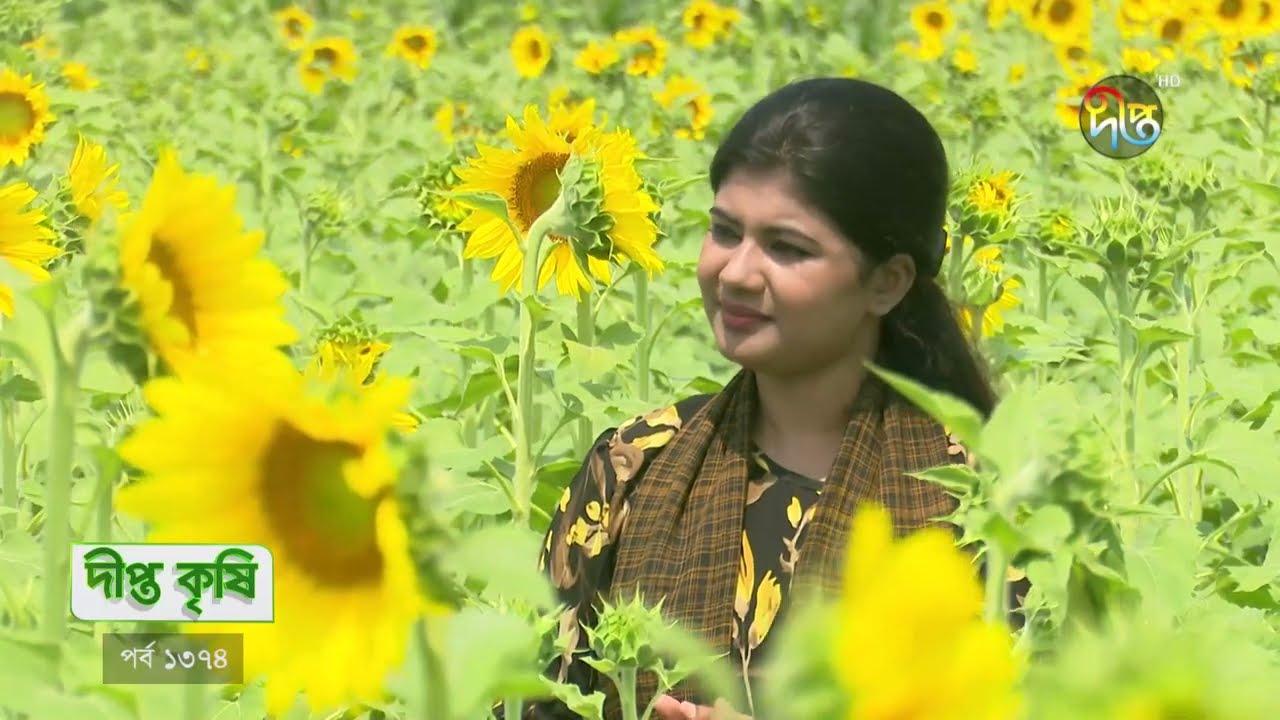 DEEPTO KRISHI | মাত্র ৫,০০০ টাকা খরচ করে সূর্যমুখী চাষে ৪০,০০০ টাকা পর্যন্ত লাভ | Deepto TV