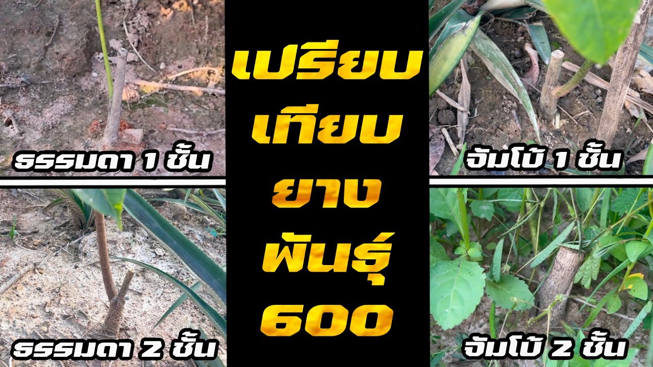 วิธีเลือกต้นยางพารา ที่จะนำไปปลูก ให้โตไว | จาก 4 ไซส์ | แล้วไซส์ไหนโตไวสุด