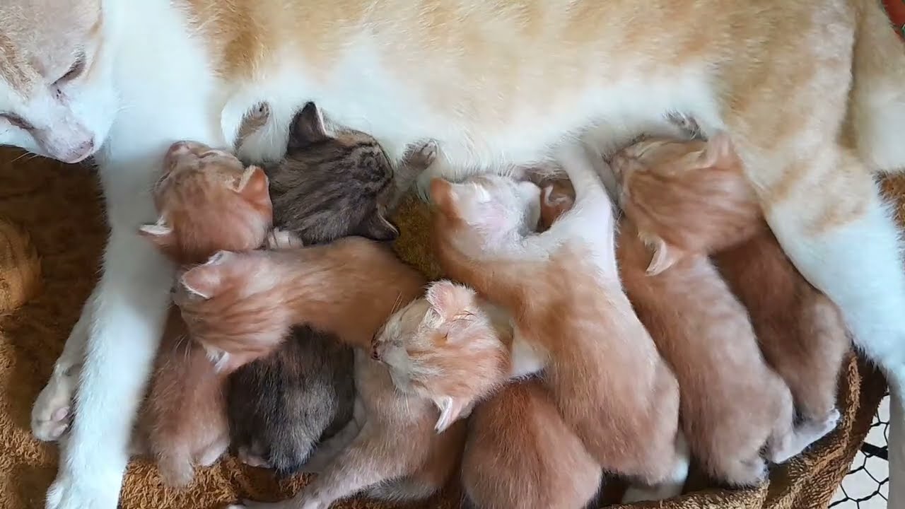 It's the most love all the little kittens got fresh milk from their mom 