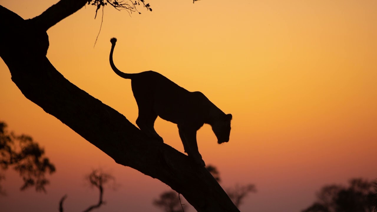 🌟 Guided Meditation: Connecting with the Lioness Spirit Animal 🦁✨