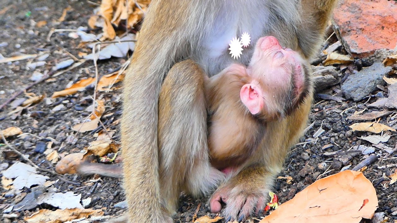 Adorable...When tiny baby monkey SARO sleep like this.