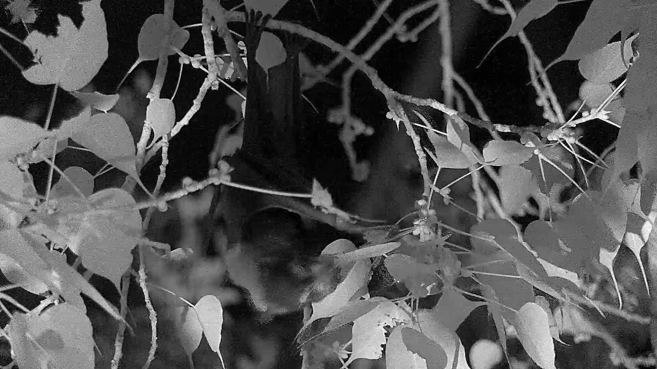 Female Spectacled foliage feeding on Ficus religiosa on the Cairns Esplanade.
