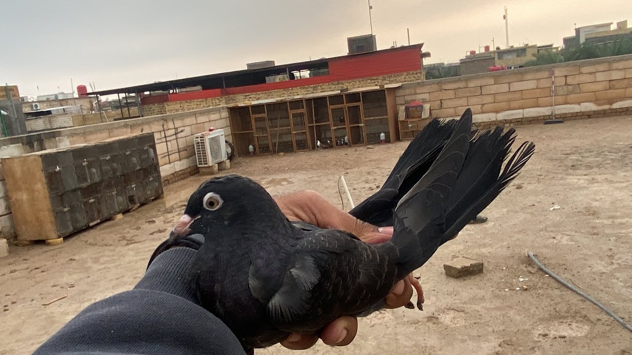 صيد اليوم لوت بالهوه والعواصف