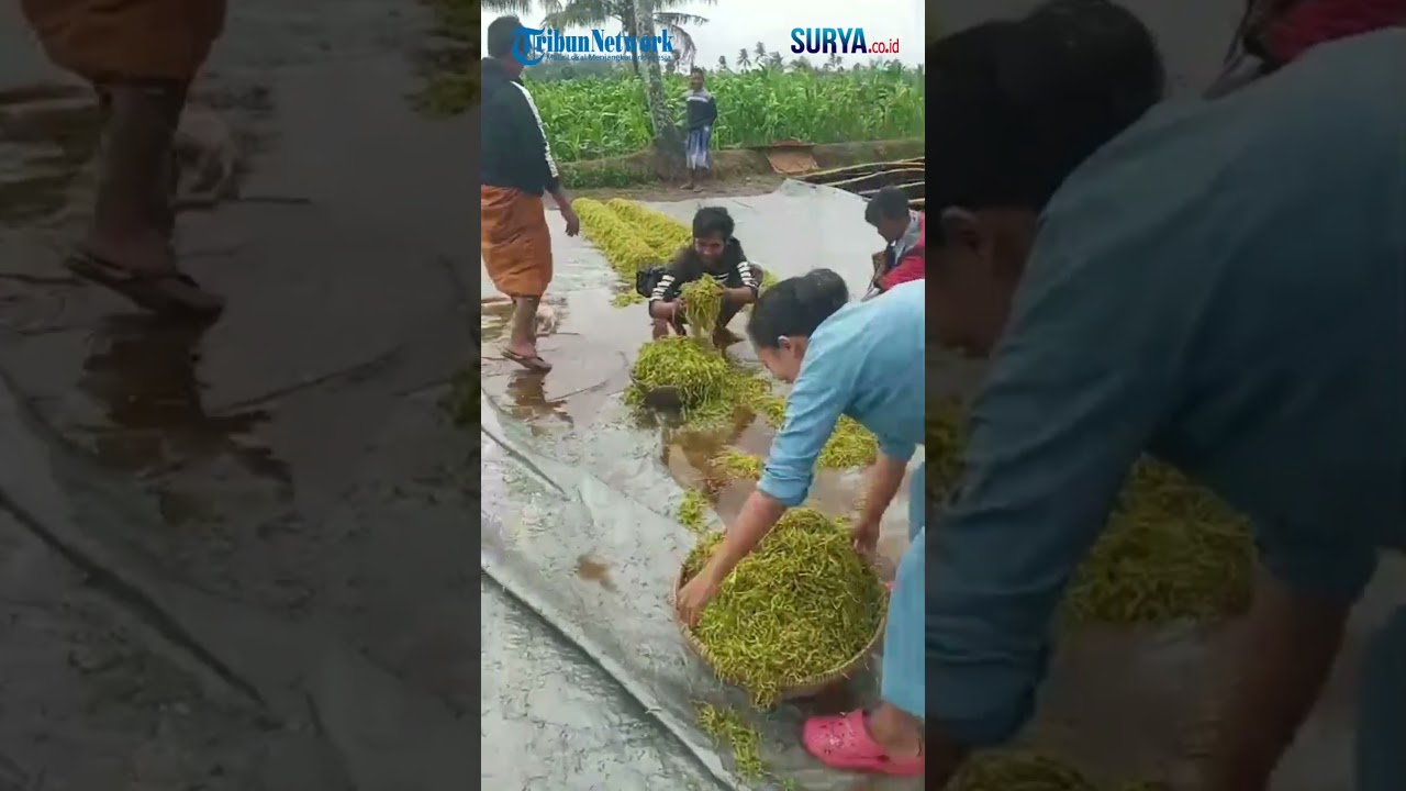 Tembakau Petani di Bondowoso Tergenang Hujan, Kerugian Capai Jutaan