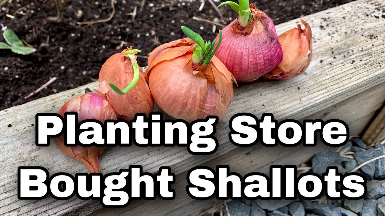 Planting Shallots From The Grocery Store
