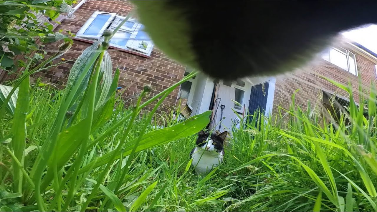 Cat wearing camera gets attacked by female cat