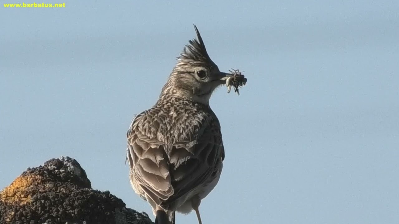 COGUJADA COMÚN | CRESTED LARK | Galerida cristata 4K