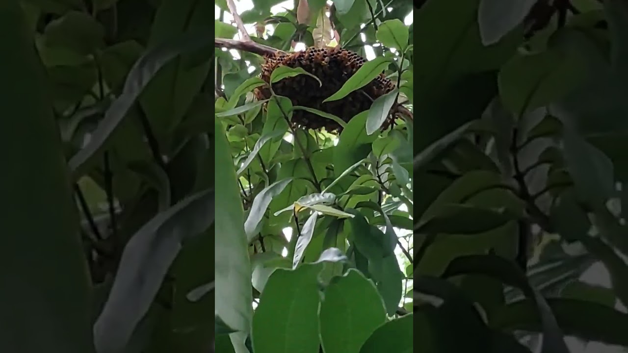 papers wasp nest 