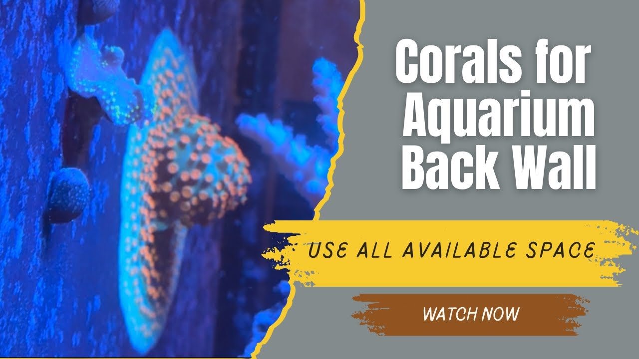 Placing Corals on the Back Wall of Your Reef Tank