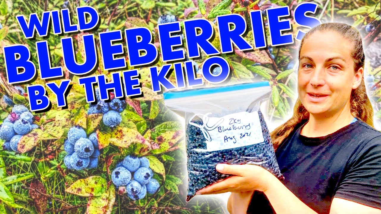 THOUSANDS OF ACRES OF BLUEBERRIES - Our Annual Wild Blueberry Picking Adventure In Northern Ontario