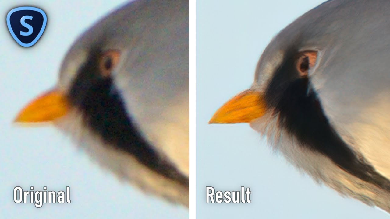 How I use Topaz SHARPEN AI for Wildlife Photography