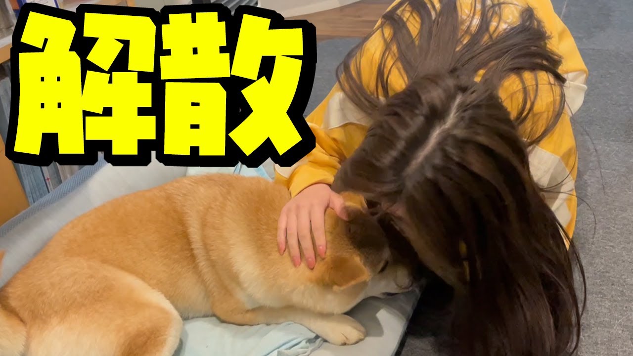 家族が再び解散へ…寂しがる柴犬姉妹が切なすぎました