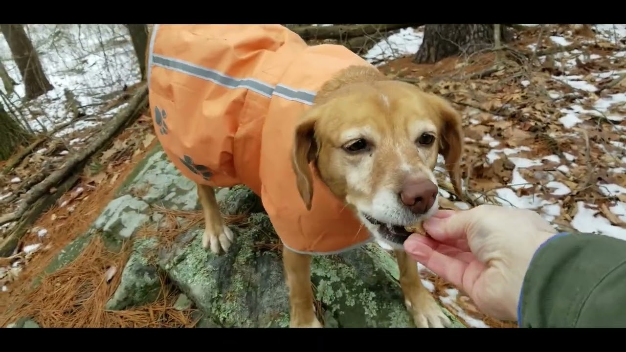 Hike in the woods