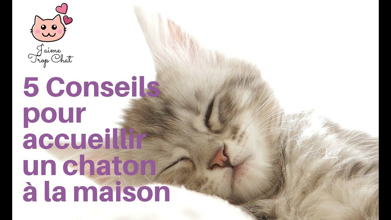 Comment bien accueillir son chaton à la maison? 5 conseils pour préparer son arrivée.
