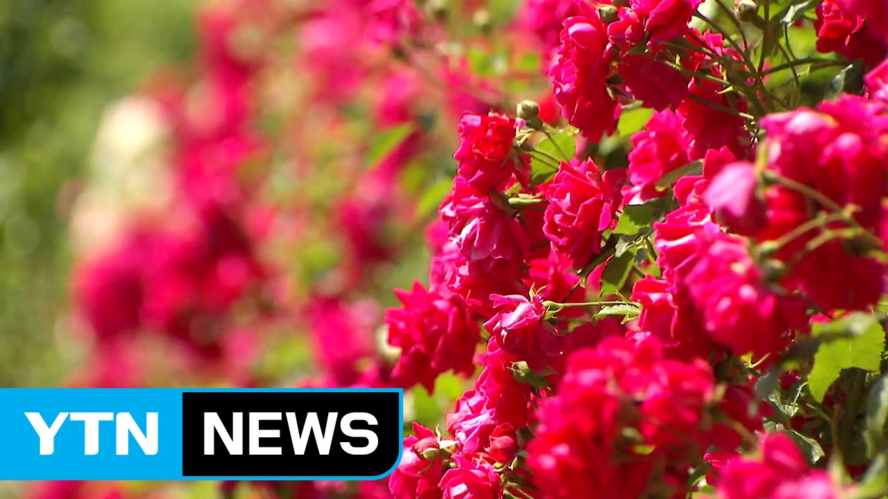 장미 향기에 빠져보세요...충북 단양 장미길 / YTN (Yes! Top News)