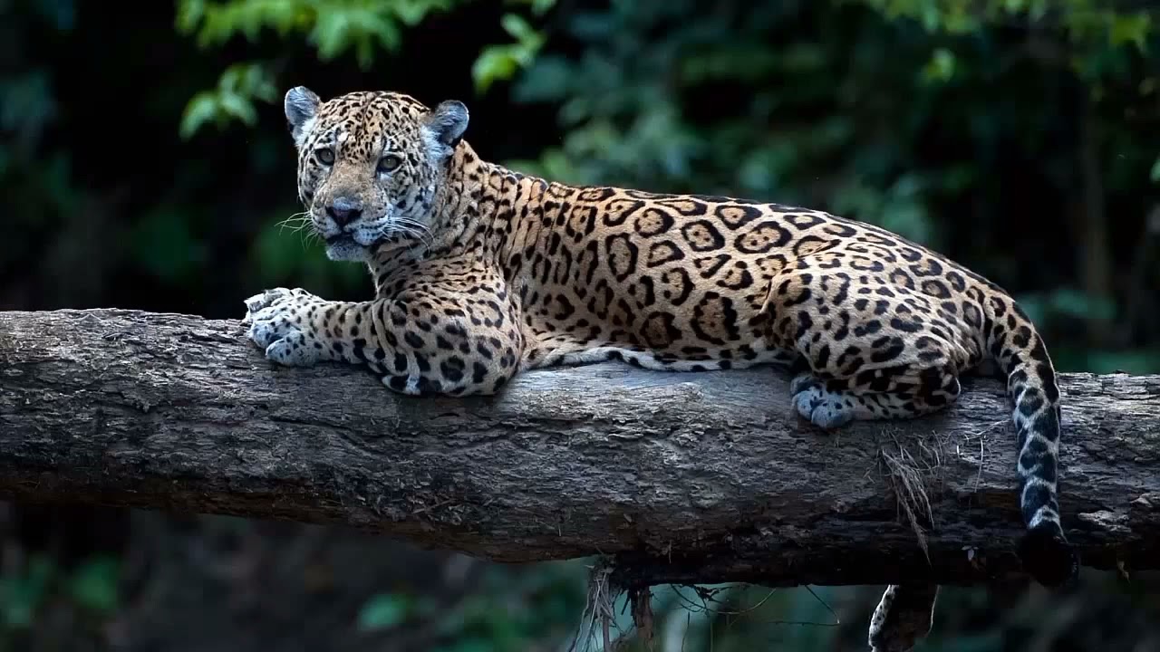 AUDIOVISUAL - PATRIMONIO NATURAL DEL PERÚ