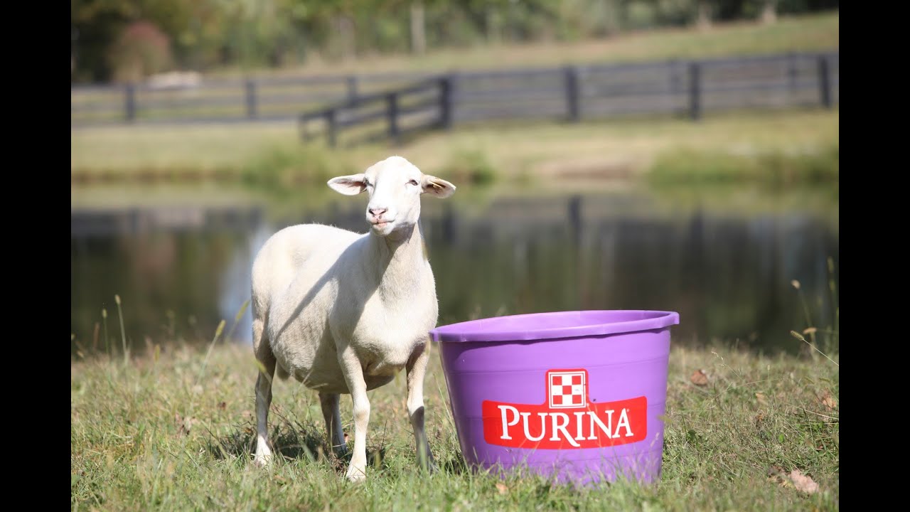 Purina Sheep Producer Testimonials