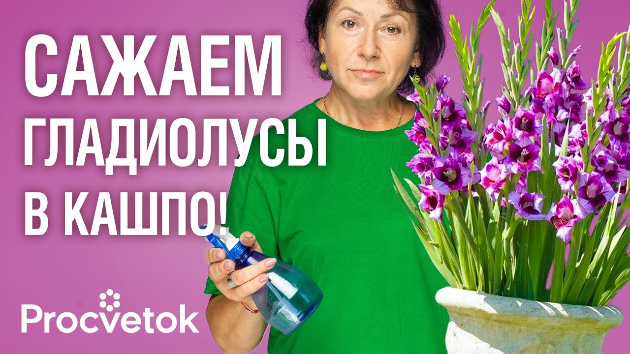 ГЛАДИОЛУСЫ В ГОРШКАХ! Букетный способ посадки гладиолусов для пышного цветения без лишних забот