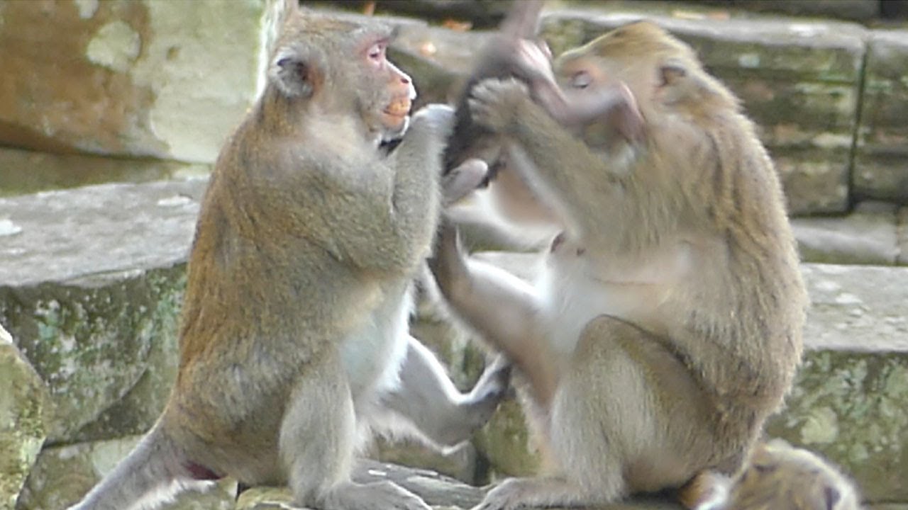 GLADIS Monkey Extremely Love JAZZY Monkey But JANE Monkey Cry Hurte in Stead Of Her Coz Look Horribl