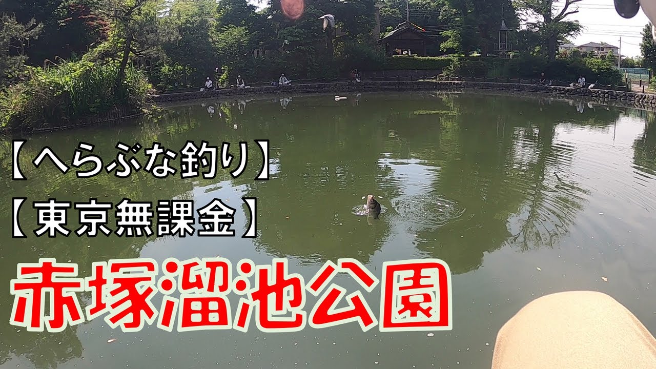 【東京無課金】赤塚溜池公園【へらぶな釣り】