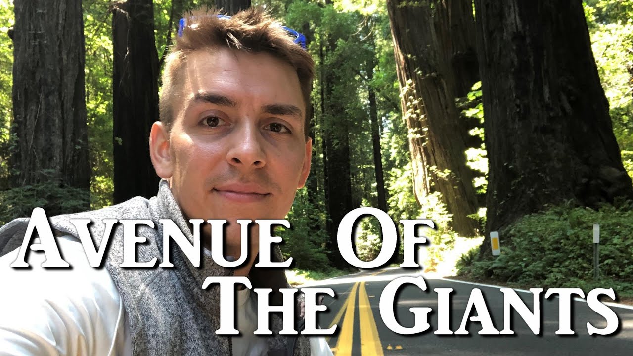Avenue Of The Giants // Humboldt Redwoods State Park