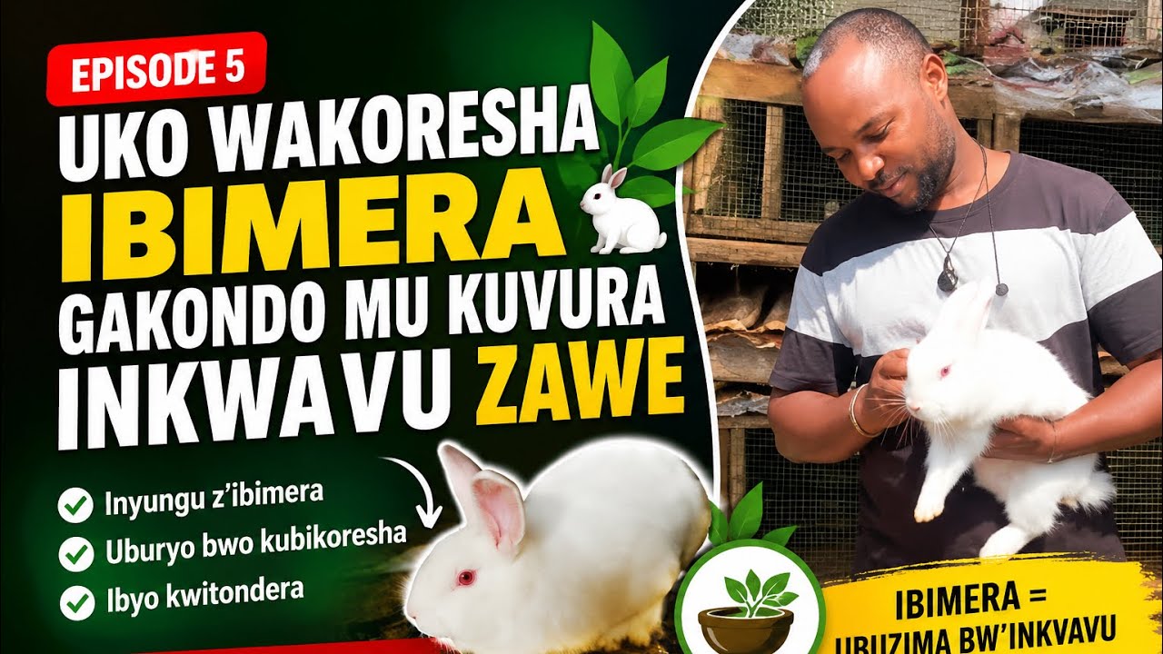 🎥EPISODE 5: Uko wakoresha ibimera gakondo mu kuvura inkwavu zawe🌿🐇