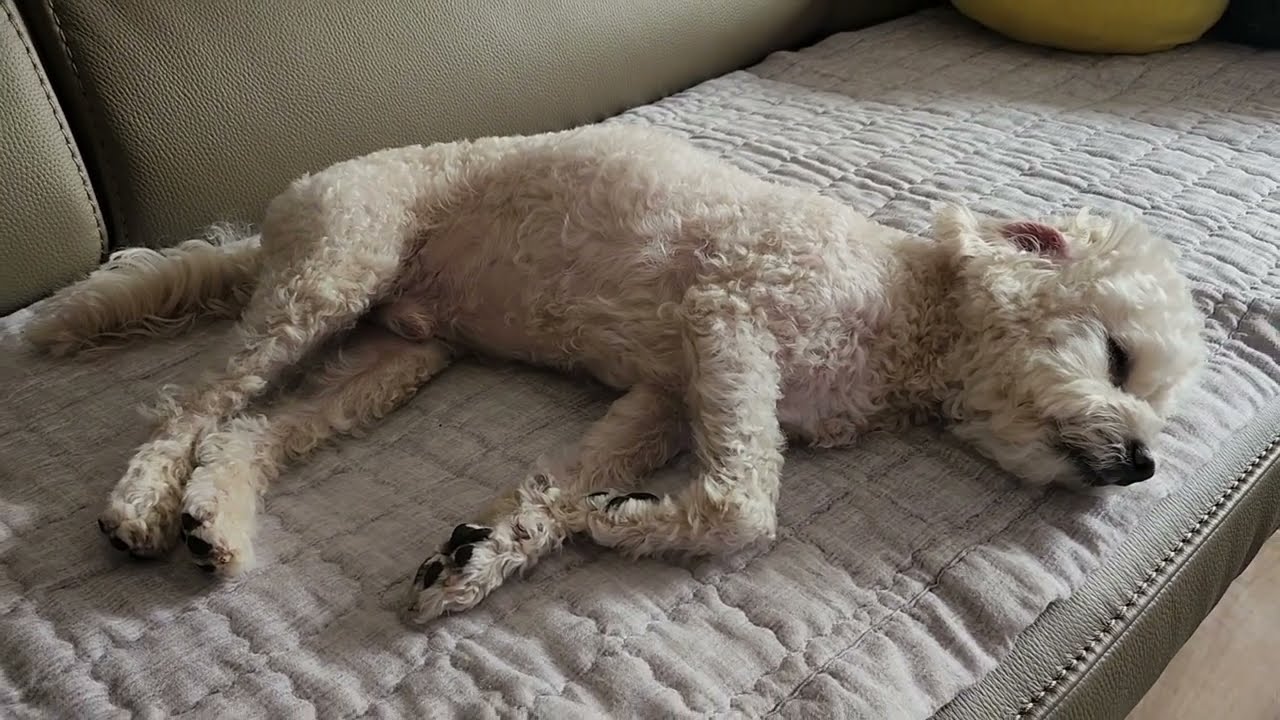 두유낮잠 take a nap my dog 2026.2.12