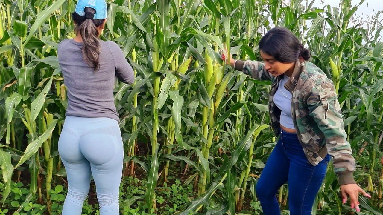 Quién corta mejor los Elotes