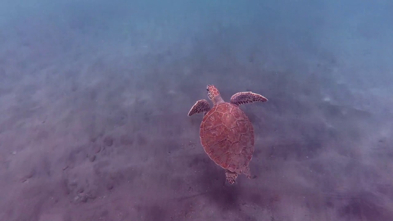 Snorkeling with Turtles Anse Carbet (Martinique 2019)