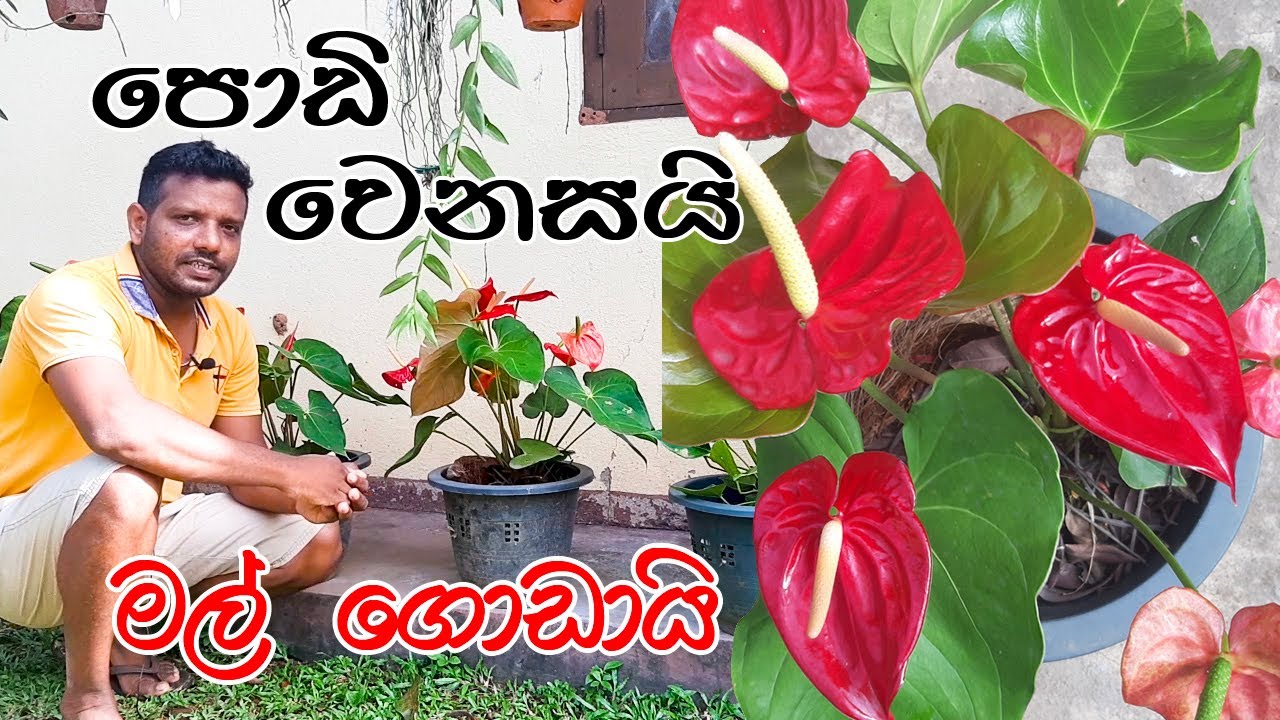 පොඩි වෙනසක් කරල මල් ගොඩාක් ගන්න ඔයත් කැමතිද ? Anthurium Wagawa