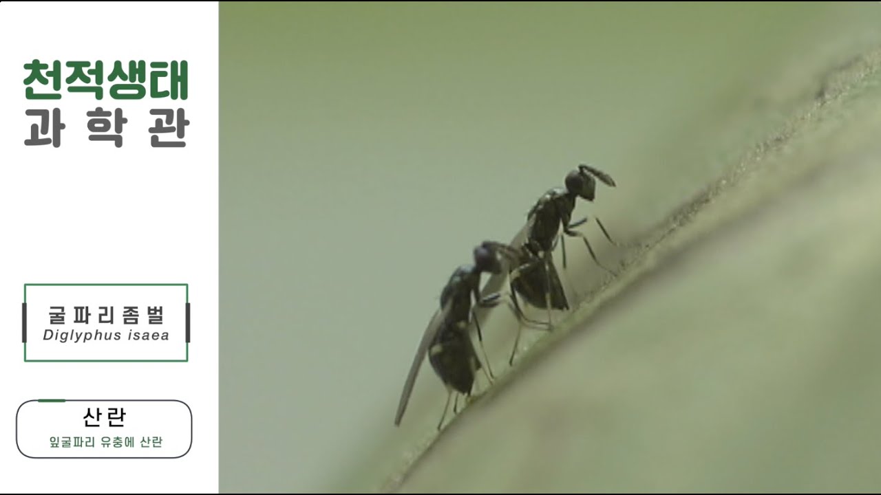 굴파리좀벌