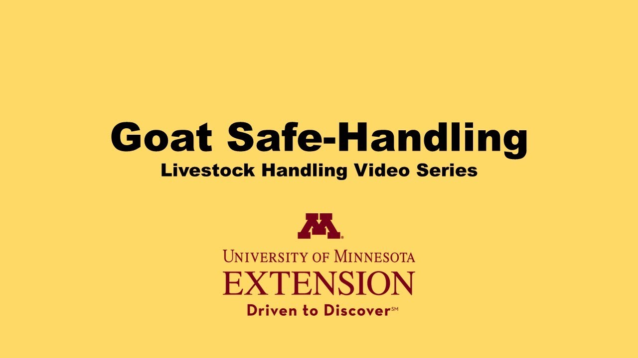 Goat Safe Handling