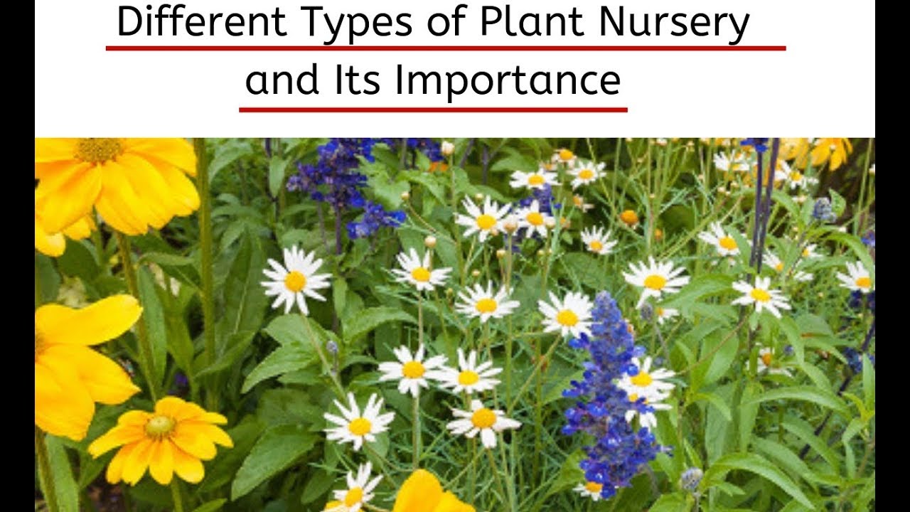 What is a Plant Nursery? Types of Plant Nurseries - Importance of  Plant Nursery