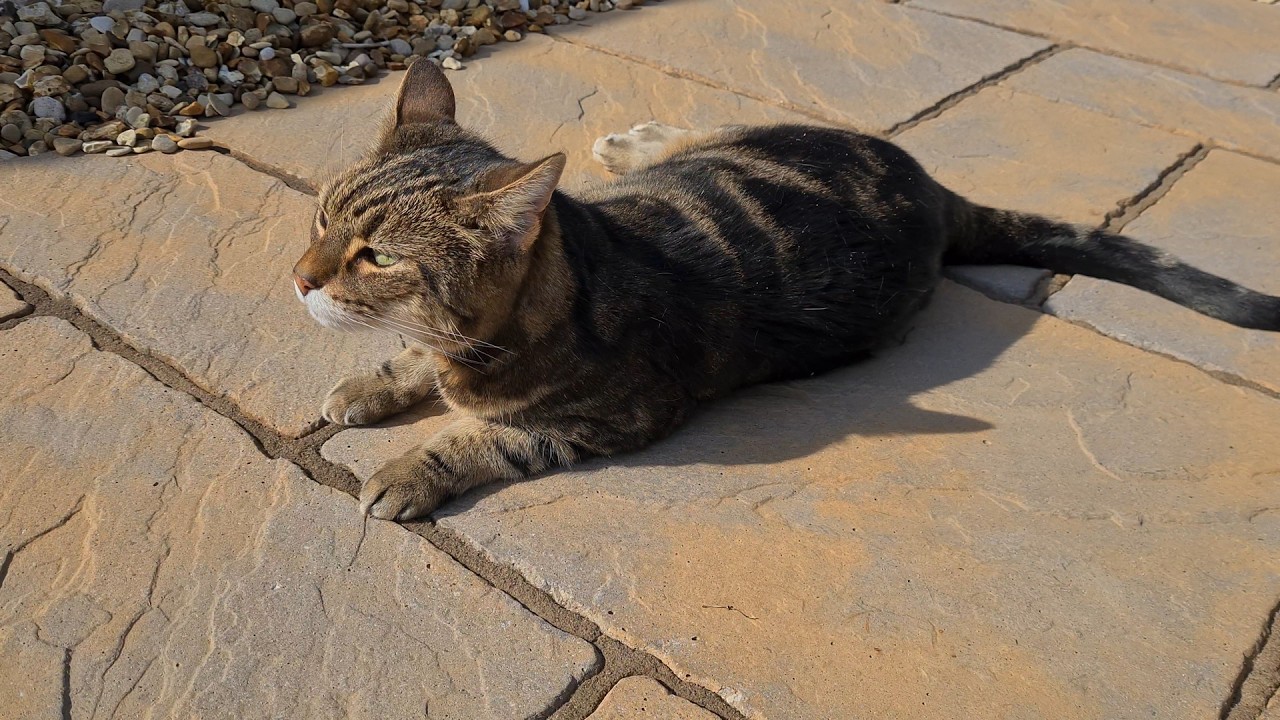 Dee Dee Is Outside In The Garden, While It's Springtime