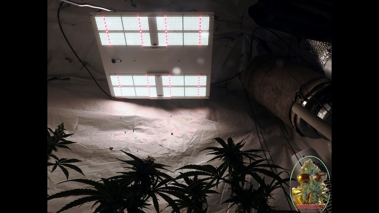 HLG 650R REVIEW WITH PAR READINGS