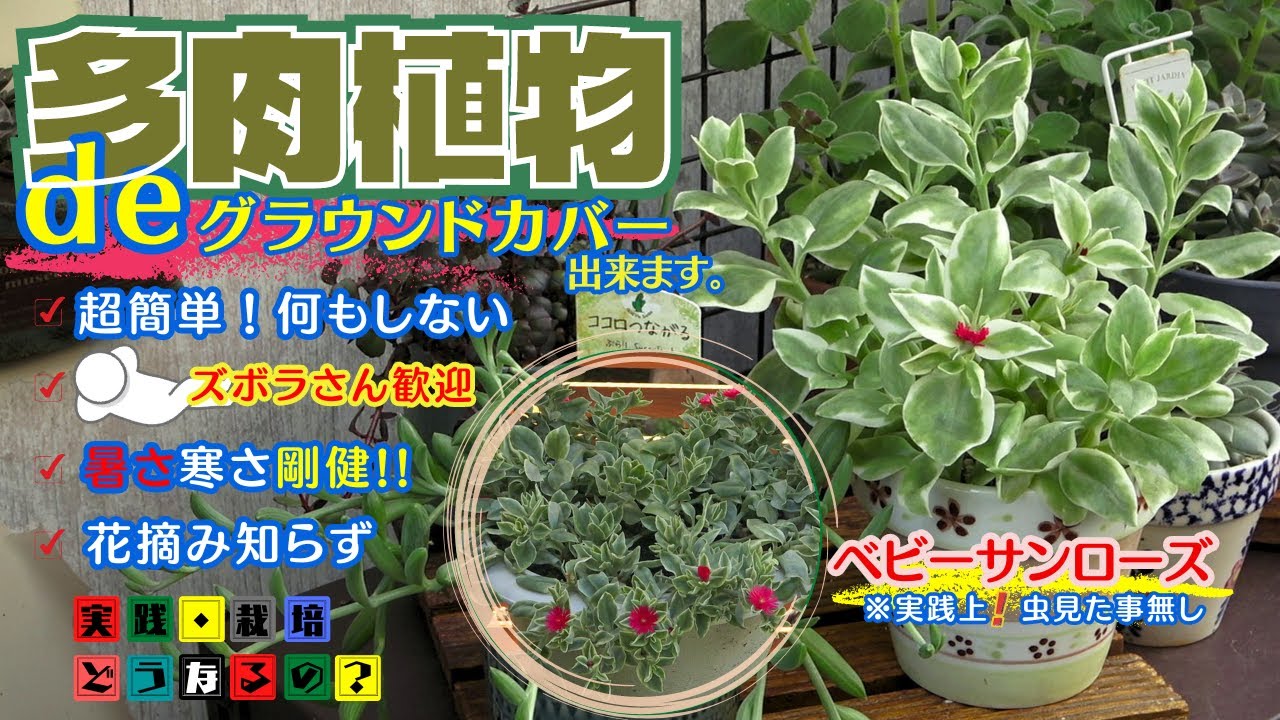 何もしなくても簡単に育つ多肉植物【ベビーサンローズ】楽しみ方色々幅広い用途でお楽しみ頂ける植物です【ガーデニング】植え方.育て方.そだち方【園芸】