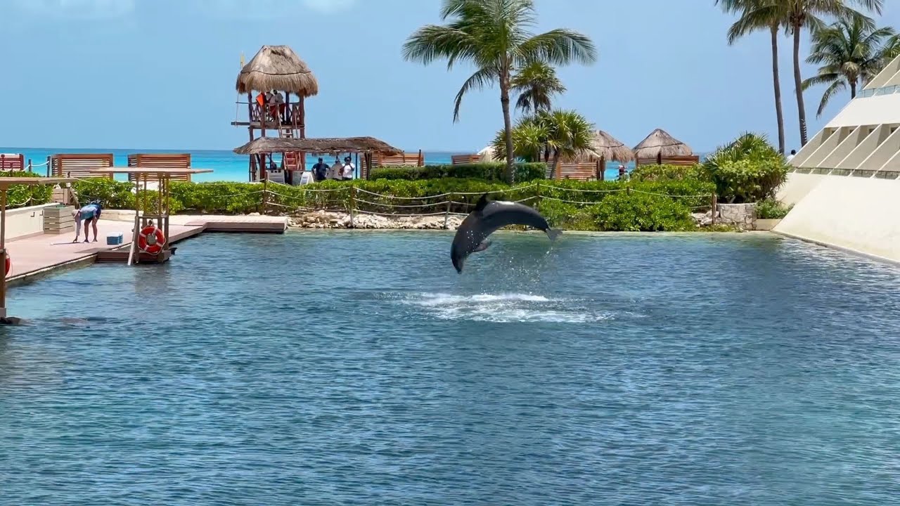 Swimming With Dolphins | Hyatt Ziva Cancun