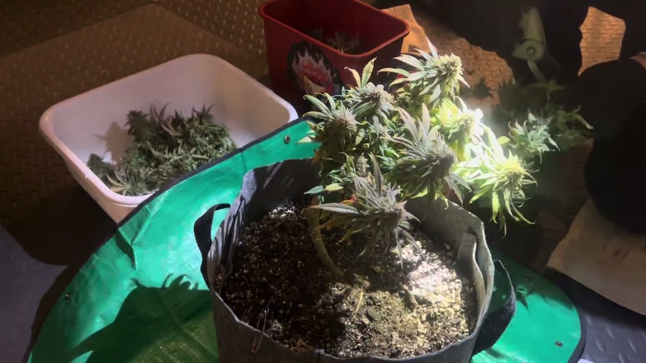 STRAWBERRY COUGH HARVEST! Strawberry cough feminized seed from Royal Queen Seeds - germinated 10/17