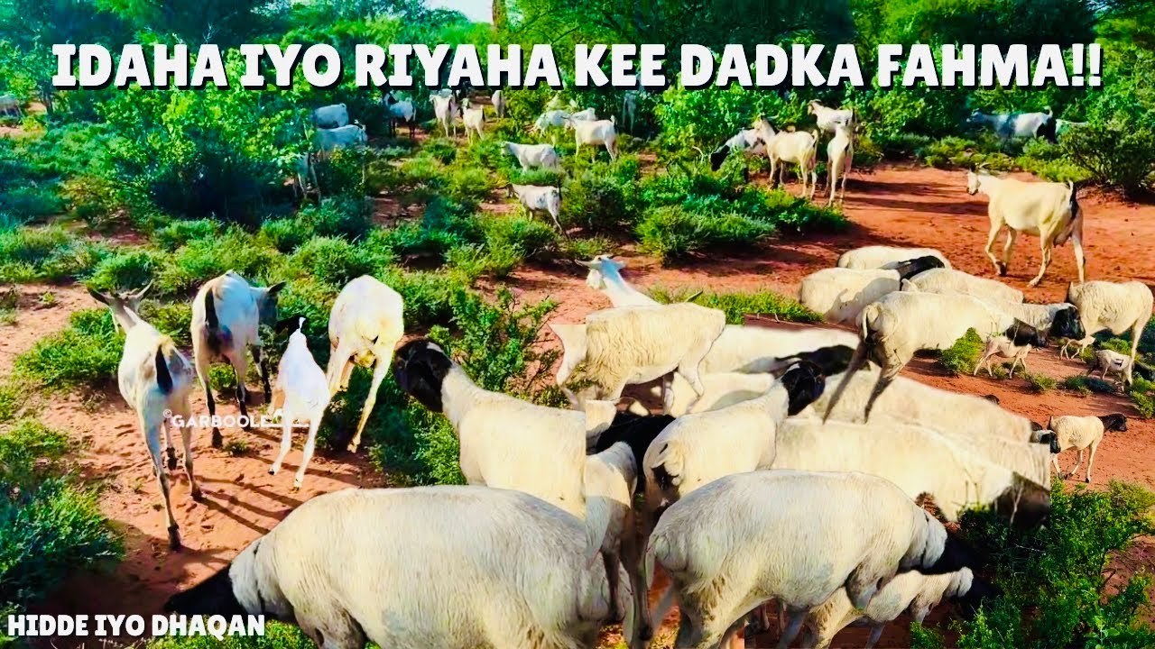 YAAN LA ODHAN XOOLUHU WAA BILAA CAQLIBA!