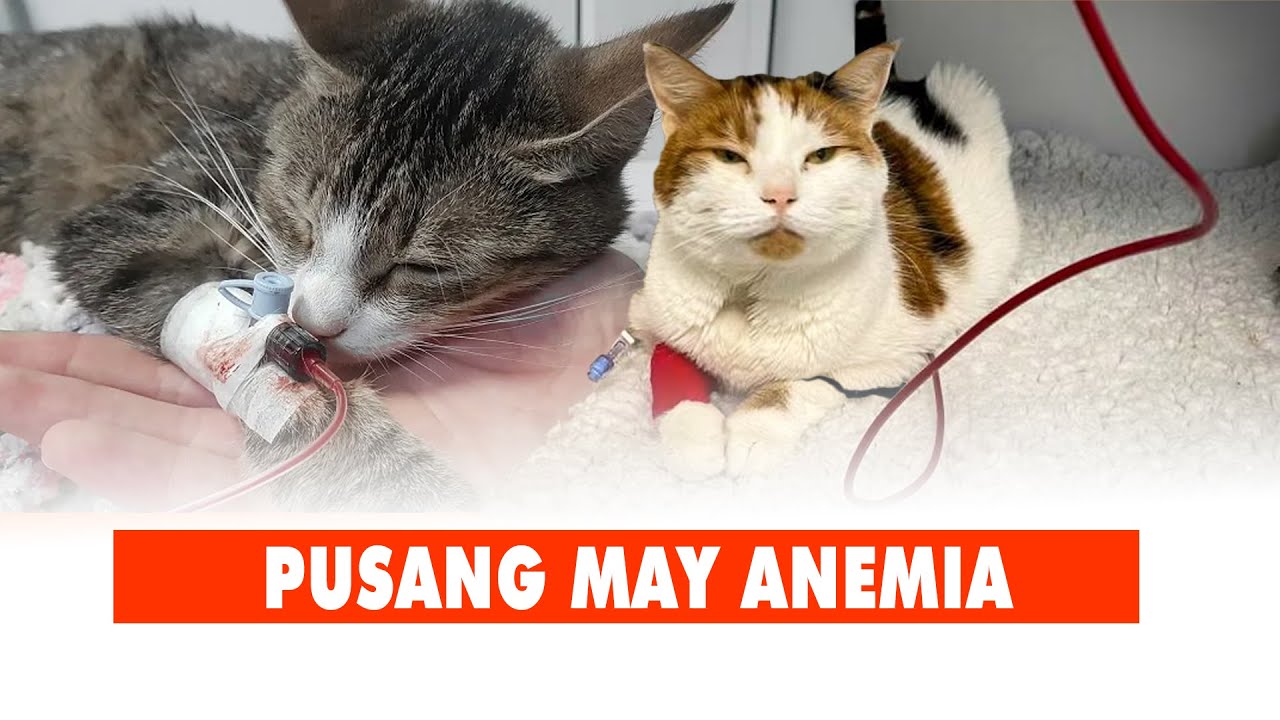 [EP 21] GAMOT SA ASTHMA NG ASO | KAPON (NEUTER) | ANEMIA SA PUSA
