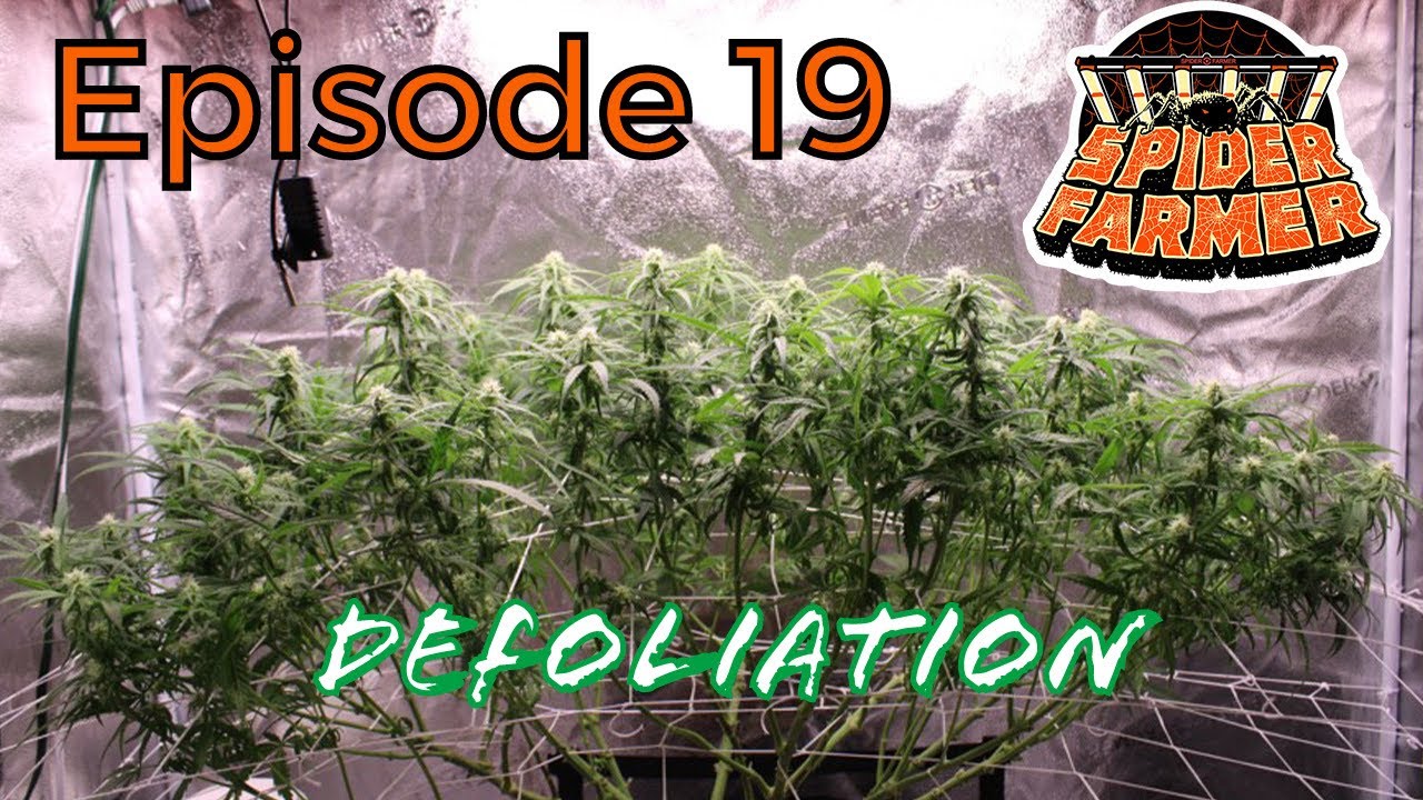 Spider Farmer | Defoliation, Week 3 Flower - Ep. 19