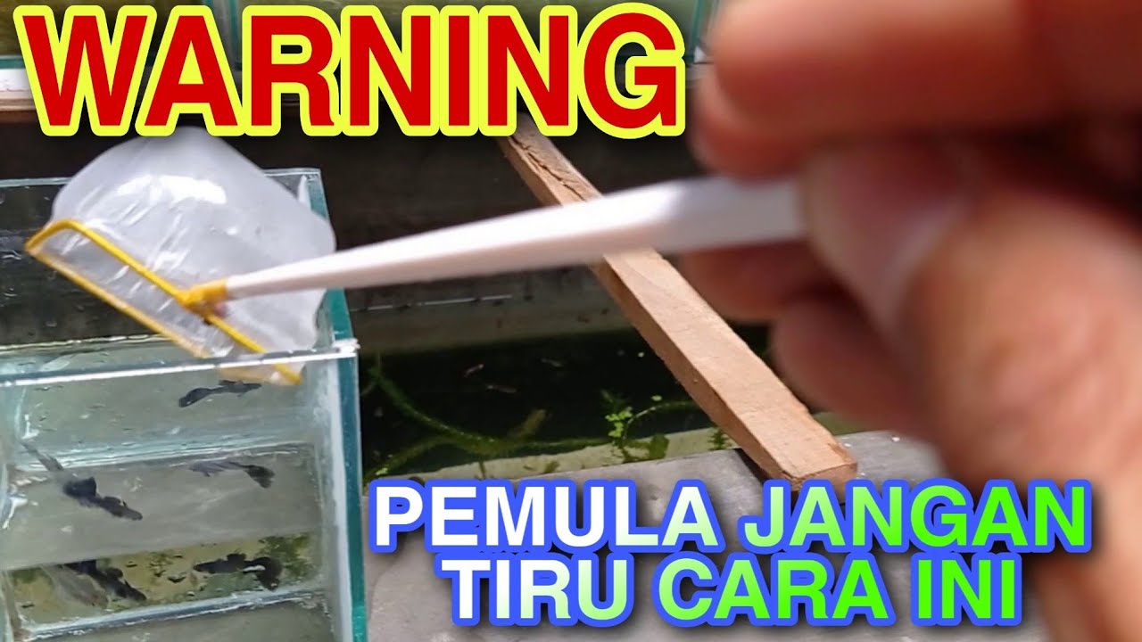 INBREEDING PADA GUPPY : bisa berdampak buruk pada keturunannya..!!!!!!