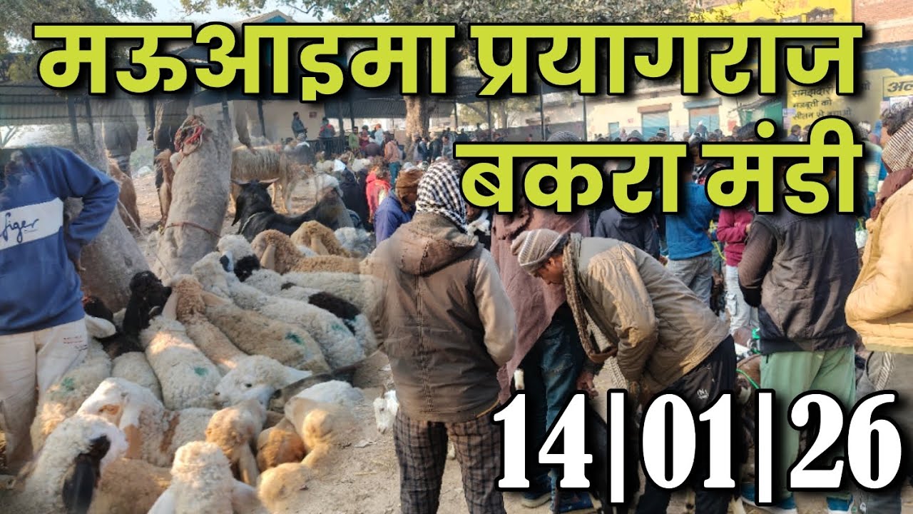 14/01/26 ✓मऊआइमा प्रयागराज बकरा मंडी || Quraishi Vlog 72 #bakramandi #goat #newvlog 