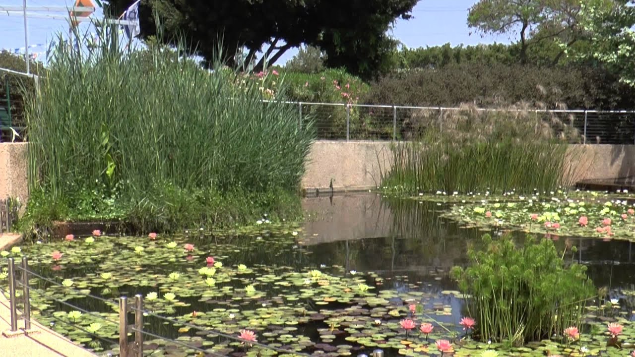 בריכות אקולוגיות