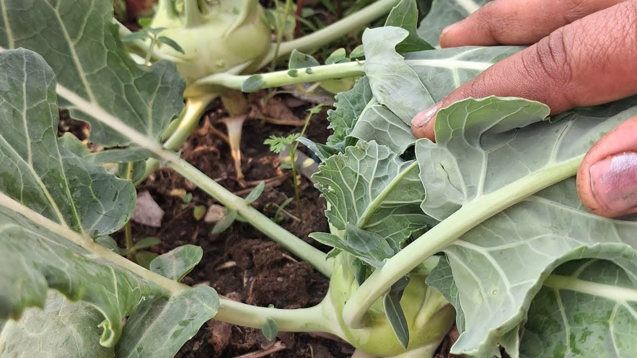 Wenter गार्डन vs samar गार्डन ful इन्फॉर्मेशन वीडियो #kitchen #garden #Wenter #samar #हार्वेस्टिंग #