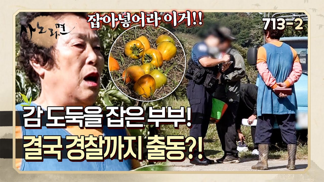 ⚠️실.제.상.황⚠️ 부부의 밭에서 감을 몰래 따던 도둑을 잡았다! | 사노라면 713-2